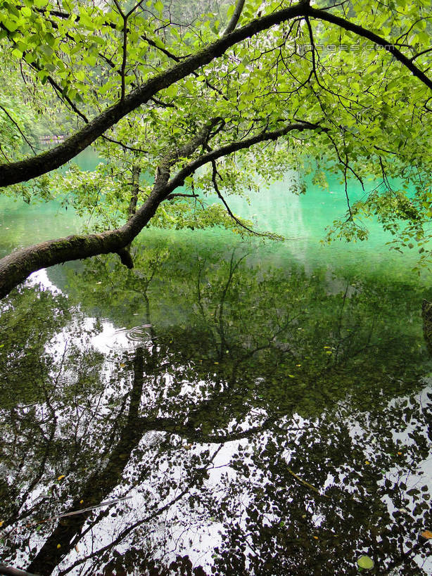 无人,竖图,室外,白天,正面,旅游,度假,河流,美景,山,山脉,树林,水,植物,九寨沟,中国,亚洲,河水,景观,山峰,水流,山峦,娱乐,树,树木,绿色,倒影,自然,群山,享受,休闲,景色,放松,四川省,生长,成长,波光粼粼,倒映,自然风光,东亚,四川,阿坝,中华人民共和国,西南地区,阿坝藏族羌族自治州,阿坝州,川,九寨沟县,反照,彩图,九寨沟风景区,四川九寨沟风景名胜区,hascy1