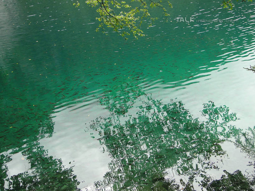 无人,横图,俯视,室外,白天,旅游,度假,河流,美景,山,山脉,树林,水,植物,九寨沟,中国,亚洲,河水,景观,山峰,水流,山峦,娱乐,树,树木,绿色,倒影,自然,群山,享受,休闲,景色,放松,四川省,生长,成长,波光粼粼,倒映,自然风光,东亚,四川,阿坝,中华人民共和国,西南地区,阿坝藏族羌族自治州,阿坝州,川,九寨沟县,反照,彩图,高角度拍摄,九寨沟风景区,四川九寨沟风景名胜区,hascy1