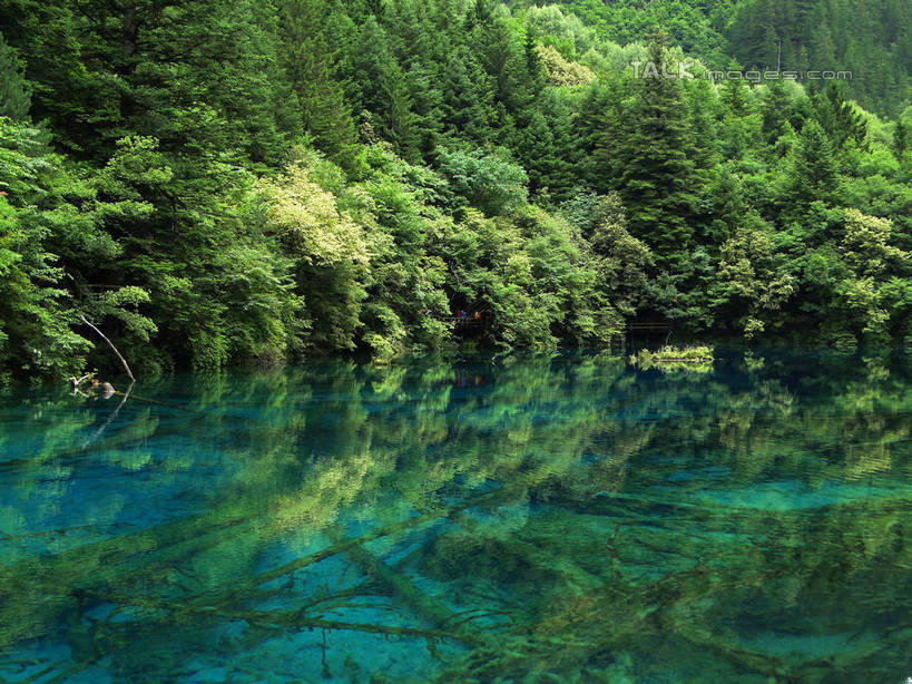 无人,横图,室外,白天,正面,旅游,度假,河流,美景,山,山脉,树林,水,植物,九寨沟,中国,亚洲,河水,景观,山峰,水流,山峦,娱乐,树,树木,绿色,倒影,自然,群山,享受,休闲,景色,放松,四川省,生长,成长,波光粼粼,倒映,自然风光,东亚,四川,阿坝,中华人民共和国,西南地区,阿坝藏族羌族自治州,阿坝州,川,九寨沟县,反照,彩图,九寨沟风景区,四川九寨沟风景名胜区,hascy1