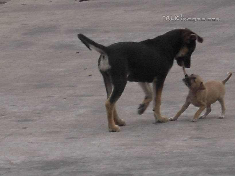 牙齿,无人,站,横图,室外,白天,侧面,宠物,狗,一根,咬,锐利,骨头,地面,注视,黄色,黑色,动物,观察,看,站着,两只,可爱,抢夺,观看,咬着,察看,锋利,尖锐,关注,尖利,忠诚,犀利,厉害,劫掠,掠取,齿,牙,牙龈,犬,站立,彩图,全身,hascy1