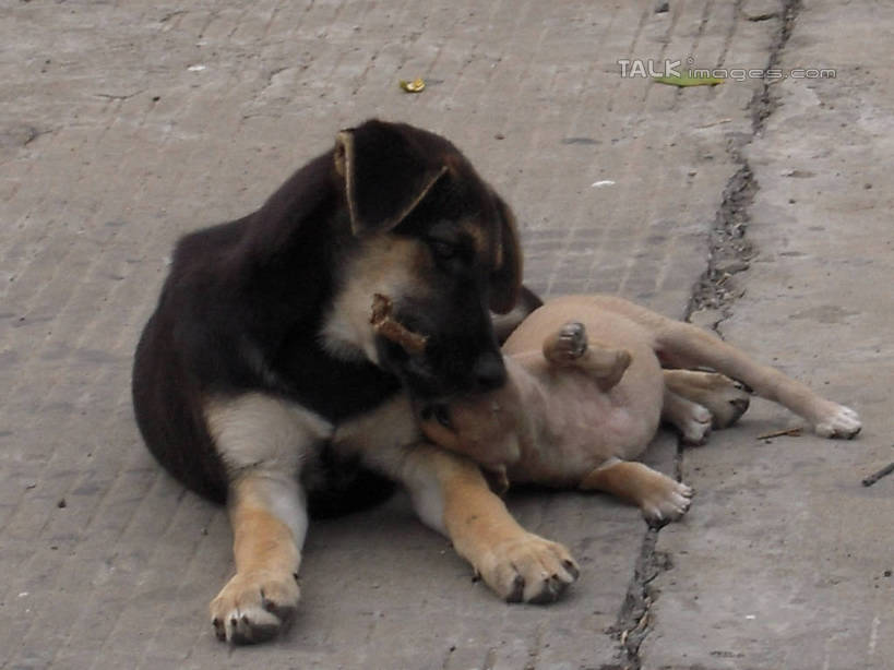 牙齿,无人,躺,横图,俯视,室外,白天,宠物,狗,一根,咬,锐利,骨头,地面,注视,黄色,黑色,动物,观察,看,靠,靠着,倚靠,两只,可爱,抢夺,观看,咬着,察看,锋利,尖锐,倚着,关注,尖利,忠诚,犀利,厉害,劫掠,掠取,卧着,齿,牙,牙龈,犬,躺着,卧,彩图,高角度拍摄,全身,hascy1