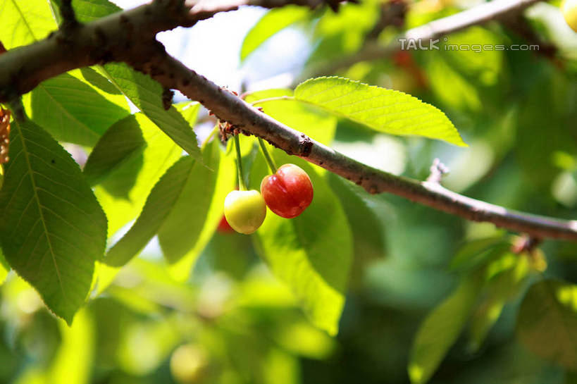 无人,果园,横图,室外,特写,白天,正面,旅游,度假,美景,树林,植物,樱桃,水果,阴影,朦胧,模糊,新鲜,光线,影子,景观,生食,食品,果实,果树,枝条,三颗,娱乐,树,树木,树枝,食物,红色,绿色,阳光,自然,享受,休闲,景色,放松,有机食品,绿色食品,生长,成长,自然风光,虬枝,枝杈,樱珠,莺桃,英桃,楔桃,牛桃,荆桃,彩图,rzwdb1