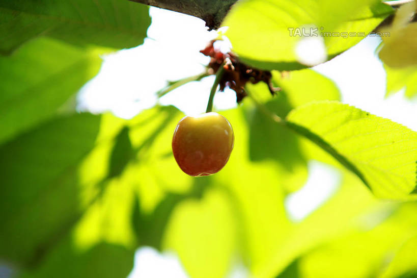 无人,果园,横图,室外,特写,白天,正面,旅游,度假,美景,树林,植物,樱桃,水果,阴影,朦胧,模糊,新鲜,光线,影子,景观,生食,食品,果实,果树,枝条,一颗,娱乐,树,树木,树枝,食物,红色,绿色,阳光,自然,享受,休闲,景色,放松,有机食品,绿色食品,生长,成长,自然风光,一粒,虬枝,枝杈,樱珠,莺桃,英桃,楔桃,牛桃,荆桃,彩图,rzwdb1