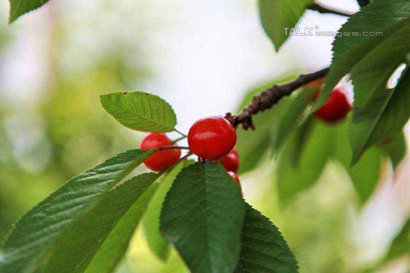 无人,果园,横图,室外,特写,白天,正面,旅游,度假,美景,树林,植物,樱桃,水果,许多,阴影,朦胧,模糊,新鲜,光线,影子,景观,生食,食品,果实,果树,枝条,娱乐,树,树木,树枝,食物,红色,绿色,阳光,自然,享受,休闲,景色,成熟,放松,有机食品,绿色食品,生长,成长,自然风光,虬枝,枝杈,樱珠,莺桃,英桃,楔桃,牛桃,荆桃,彩图,rzwdb1