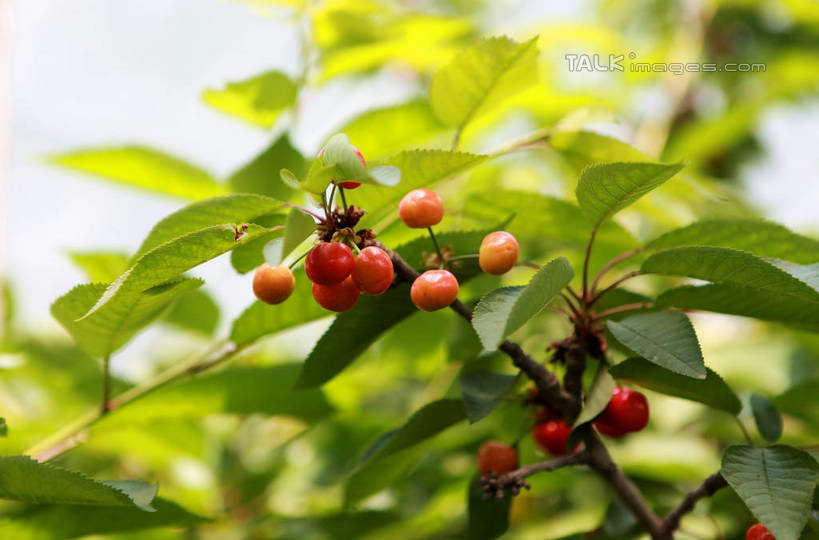 无人,果园,横图,室外,特写,白天,正面,旅游,度假,美景,树林,植物,樱桃,水果,许多,阴影,朦胧,模糊,新鲜,光线,影子,景观,生食,食品,果实,果树,枝条,娱乐,树,树木,树枝,食物,红色,绿色,阳光,自然,享受,休闲,景色,成熟,放松,有机食品,绿色食品,生长,成长,自然风光,虬枝,枝杈,樱珠,莺桃,英桃,楔桃,牛桃,荆桃,彩图,rzwdb1