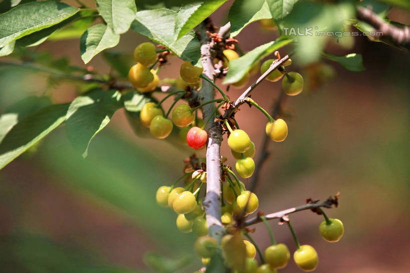 无人,果园,横图,室外,特写,白天,正面,旅游,度假,美景,树林,植物,樱桃,水果,许多,阴影,朦胧,模糊,新鲜,光线,影子,景观,生食,食品,果实,果树,枝条,娱乐,树,树木,树枝,食物,红色,绿色,阳光,自然,享受,休闲,景色,放松,有机食品,绿色食品,生长,成长,自然风光,虬枝,枝杈,樱珠,莺桃,英桃,楔桃,牛桃,荆桃,彩图,rzwdb1
