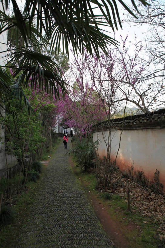 东方人,一个人,家,走,竖图,室外,白天,旅游,度假,黄山,名胜古迹,植物,标志建筑,道路,地标,建筑,路,中国,亚洲,仅一个年轻女性,仅一个女性,仅一个人,一排,许多,游客,游人,阴影,服装,遗迹,整齐,盛开,光线,瓦片,影子,房屋,墙,屋檐,屋子,小路,地面,交通,花蕾,休闲装,黄种人,古迹,文化,文物,娱乐,建设,古建筑,楼房,檐,旅客,民居,民宅,墙壁,墙面,住宅,花,花瓣,花朵,鲜花,树,树木,排列,背面,衣服,红色,蓝色,绿色,紫色,蓝天,天空,阳光,自然,天,花苞,花蕊,享受,休闲,休闲服,旅游胜地,放松,服饰,生长,晴朗,成长,队列,古文明,东亚,安徽,安徽省,黄山市,万里无云,中华人民共和国,华东地区,皖,潜口,年轻女性,女人,女性,亚洲人,晴空,晴空万里,步行,散步,走路,彩图,全身,房子,传统文化,rzwdb1