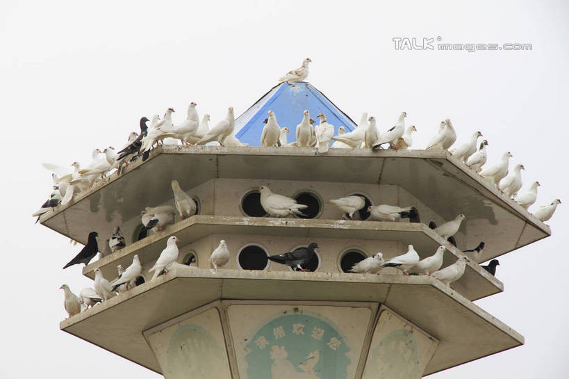 无人,站,横图,室外,白天,正面,度假,友谊,美景,城市风光,城市,建筑,鸽子,鸟,中国,亚洲,许多,阴影,花纹,装饰,光线,鸟类,图案,影子,屋檐,洞,景观,孔,注视,娱乐,山东,檐,蓝色,白色,黑色,蓝天,天空,阳光,天,观察,看,站着,享受,休闲,景色,放松,晴朗,观看,华丽,修饰,点缀,察看,象征,关注,和平,修建,东亚,山东省,穴,万里无云,中华人民共和国,华东地区,衬托,美观,雅致,雅观,鲁,修筑,滨州,滨州市,信使,晴空,晴空万里,站立,彩图,rzwdb1