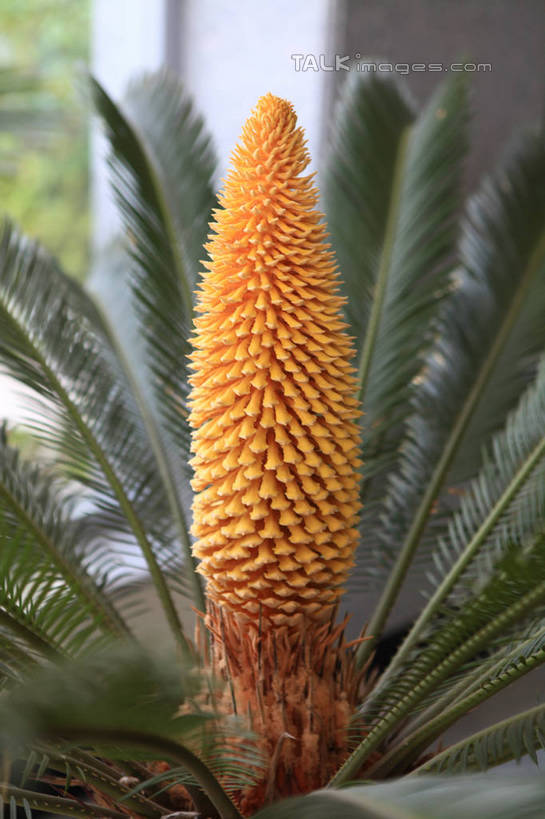 无人,竖图,室内,特写,白天,正面,植物,窗户,铁树,中国,亚洲,阴影,盛开,光线,盆栽,影子,盆景,花蕾,山东,玻璃窗,花,花瓣,花朵,鲜花,绿色,阳光,自然,花苞,花蕊,生长,成长,一盆,神圣,东亚,山东省,日照,中华人民共和国,华东地区,鲁,日照市,庄严,番蕉,凤尾蕉,铁蕉,苏铁,避火蕉,彩图,rzwdb1