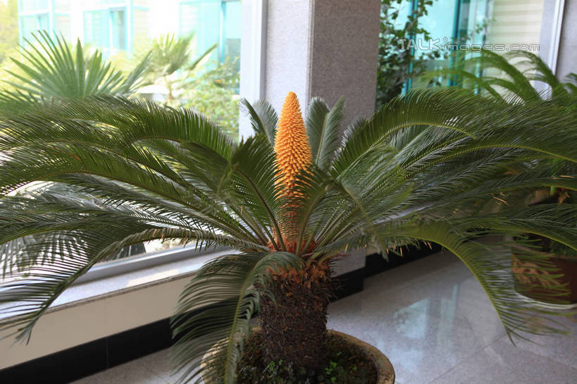 无人,横图,室内,白天,正面,植物,窗户,铁树,花盆,中国,亚洲,阴影,盛开,光线,盆栽,影子,盆景,两盆,花蕾,山东,玻璃窗,花,花瓣,花朵,鲜花,绿色,阳光,自然,花苞,花蕊,生长,成长,神圣,东亚,山东省,日照,中华人民共和国,华东地区,鲁,日照市,庄严,番蕉,凤尾蕉,铁蕉,苏铁,避火蕉,彩图,rzwdb1