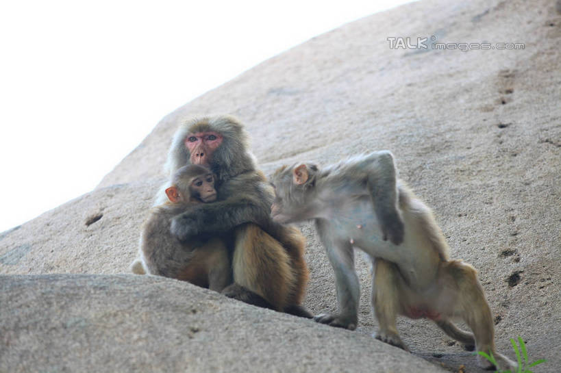 无人,站,坐,抱,横图,室外,白天,正面,石头,哺乳动物,猴,野生动物,猴子,中国,亚洲,阴影,光线,伞,石子,影子,雨伞,遮阳伞,阳伞,山东,阳光,动物,站着,两只,可爱,活泼,抱着,搂着,东亚,山东省,日照,中华人民共和国,华东地区,鲁,日照市,五莲山,五莲山风景名胜区,五莲县,石块,岩石,搂,站立,坐着,彩图,全身,rzwdb1