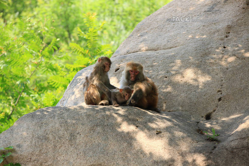 无人,坐,横图,室外,白天,正面,石头,树林,植物,哺乳动物,猴,野生动物,猴子,中国,亚洲,阴影,朦胧,模糊,光线,石子,影子,山东,树,树木,绿色,阳光,自然,动物,两只,可爱,活泼,生长,成长,东亚,山东省,日照,中华人民共和国,华东地区,鲁,日照市,五莲山,五莲山风景名胜区,五莲县,石块,岩石,坐着,彩图,全身,rzwdb1