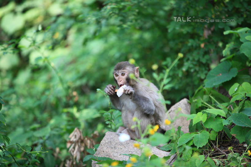 无人,坐,横图,室外,白天,正面,石头,树林,植物,哺乳动物,猴,野生动物,猴子,中国,亚洲,阴影,朦胧,模糊,光线,石子,影子,山东,树,树木,一只,绿色,阳光,自然,动物,可爱,活泼,生长,成长,东亚,山东省,日照,中华人民共和国,华东地区,鲁,日照市,五莲山,五莲山风景名胜区,五莲县,石块,岩石,坐着,彩图,全身,rzwdb1