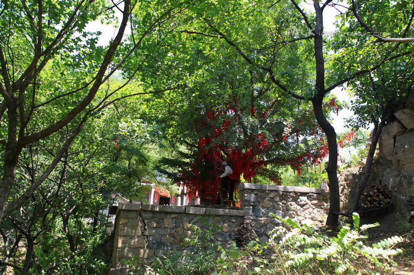 无人,横图,室外,白天,仰视,旅游,度假,草地,草坪,河流,石头,美景,树林,水,植物,中国,亚洲,阴影,光线,石子,影子,河水,景观,水流,枝条,娱乐,山东,草,树,树木,树枝,绿色,天空,阳光,自然,天,享受,休闲,景色,放松,生长,成长,自然风光,东亚,山东省,日照,中华人民共和国,华东地区,鲁,日照市,虬枝,枝杈,五莲山,五莲山风景名胜区,五莲县,石块,彩图,低角度拍摄,rzwdb1