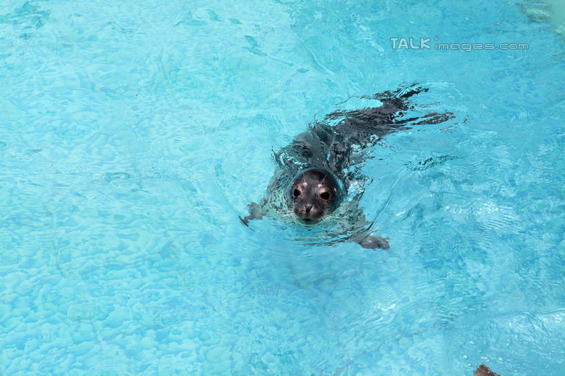 无人,横图,俯视,室外,白天,度假,美景,城市风光,城市,哺乳动物,海豹,野生动物,中国,亚洲,斑点,景观,水池,水面,注视,娱乐,山东,一只,蓝色,动物,观察,看,趴着,享受,休闲,景色,放松,可爱,活泼,观看,游动,察看,关注,东亚,山东省,日照,中华人民共和国,华东地区,鲁,日照市,刘家湾赶海园,趴,彩图,高角度拍摄,全身,rzwdb1