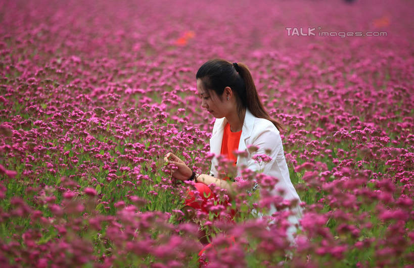 东方人,一个人,蹲,笑,微笑,横图,室外,白天,正面,旅游,度假,花海,花圃,美景,植物,叶子,中国,亚洲,仅一个年轻女性,仅一个女性,仅一个人,许多,握,服装,朦胧,模糊,装饰,盛开,时间,时钟,手表,景观,绿叶,拿,计时,花蕾,拿着,注视,休闲装,黄种人,娱乐,山东,花,花瓣,花朵,花卉,鲜花,衣服,红色,绿色,白色,自然,饰品,手链,钟表,花丛,花田,花苞,花蕊,低头,观察,看,享受,休闲,休闲服,嫩叶,表,景色,放松,握着,服饰,生长,成长,观看,华丽,修饰,腕表,点缀,察看,关注,自然风光,东亚,山东省,日照,中华人民共和国,华东地区,衬托,美观,雅致,雅观,鲁,日照市,花仙子风景区,年轻女性,女人,女性,亚洲人,叶,叶片,钟,蹲着,半身,彩图,西服,rzwdb1