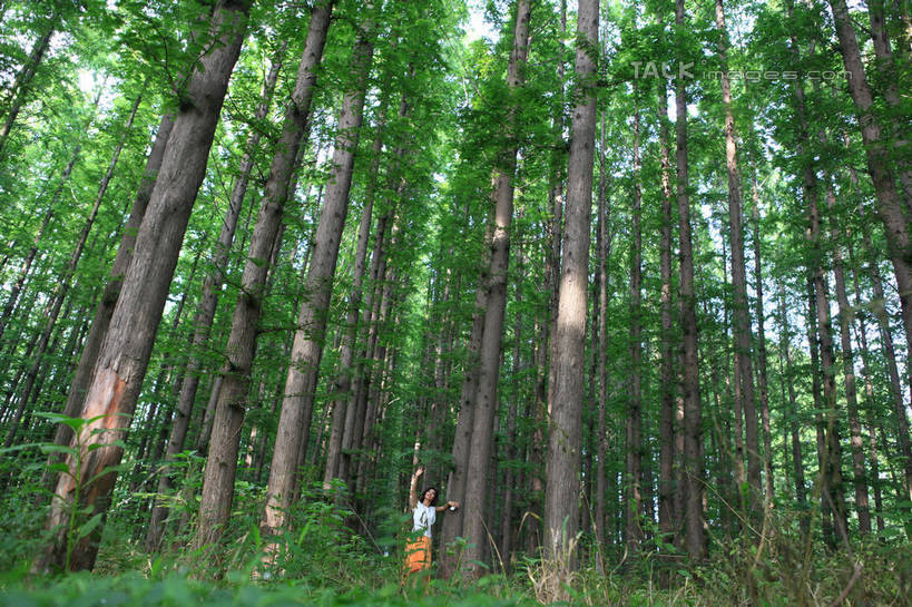 东方人,一个人,站,举,笑,微笑,露齿笑,横图,室外,白天,仰视,裙子,T恤衫,旅游,度假,草地,草坪,美景,树林,植物,项链,中国,亚洲,仅一个年轻女性,仅一个女性,仅一个人,阴影,朦胧,模糊,光线,影子,景观,T恤,注视,黄种人,娱乐,长裙,山东,装饰品,草,树,树木,绿色,白色,阳光,自然,饰品,首饰,观察,看,靠,靠着,托,倚靠,站着,享受,休闲,橙色,景色,放松,生长,成长,观看,半身裙,察看,倚着,关注,自然风光,东亚,山东省,日照,中华人民共和国,华东地区,鲁,日照市,鲁南海滨国家森林公园,年轻女性,女人,女性,亚洲人,长发,卷发,举起,举手,举着,向上举,向上伸,向上托,站立,彩图,低角度拍摄,全身,rzwdb1