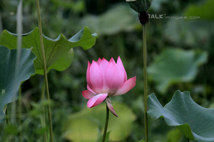 无人,公园,横图,室外,特写,白天,正面,旅游,度假,纯洁,湖,湖泊,美景,水,莲花,叶子,中国,亚洲,许多,朦胧,模糊,盛开,池塘,湖面,景观,水流,水面,荷叶,花蕾,娱乐,山东,花,花瓣,花朵,鲜花,一朵,红色,自然,湖水,花苞,花蕊,享受,休闲,景色,放松,茂盛,富贵,神圣,自然风光,东亚,纯净,山东省,日照,中华人民共和国,华东地区,莲叶,鲁,六月花神,正直,日照市,银河公园,荷花,六月春,藕花,水芙蓉,叶,叶片,彩图,rzwdb1