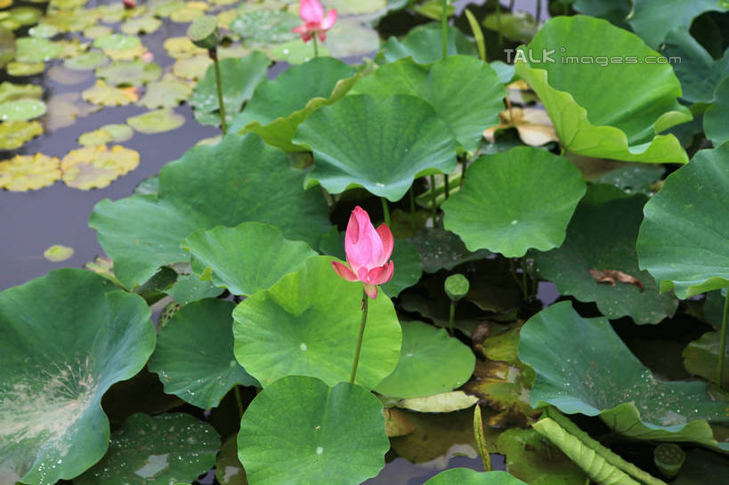 无人,公园,横图,俯视,室外,白天,旅游,度假,纯洁,湖,湖泊,美景,水,莲花,叶子,中国,亚洲,许多,盛开,池塘,湖面,景观,水流,水面,荷叶,花蕾,娱乐,山东,花,花瓣,花朵,鲜花,红色,倒影,自然,湖水,花苞,花蕊,享受,休闲,景色,放松,茂盛,倒映,富贵,神圣,自然风光,东亚,纯净,山东省,日照,中华人民共和国,华东地区,莲叶,鲁,六月花神,正直,日照市,反照,银河公园,荷花,六月春,藕花,水芙蓉,叶,叶片,彩图,高角度拍摄,rzwdb1