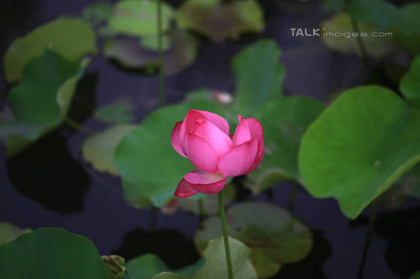 无人,公园,横图,俯视,室外,白天,旅游,度假,纯洁,湖,湖泊,美景,水,莲花,叶子,中国,亚洲,许多,盛开,池塘,湖面,景观,水流,水面,荷叶,花蕾,娱乐,山东,花,花瓣,花朵,鲜花,一朵,红色,倒影,自然,湖水,花苞,花蕊,享受,休闲,景色,放松,茂盛,倒映,富贵,神圣,自然风光,东亚,纯净,山东省,日照,中华人民共和国,华东地区,莲叶,鲁,六月花神,正直,日照市,反照,银河公园,荷花,六月春,藕花,水芙蓉,叶,叶片,彩图,高角度拍摄,rzwdb1