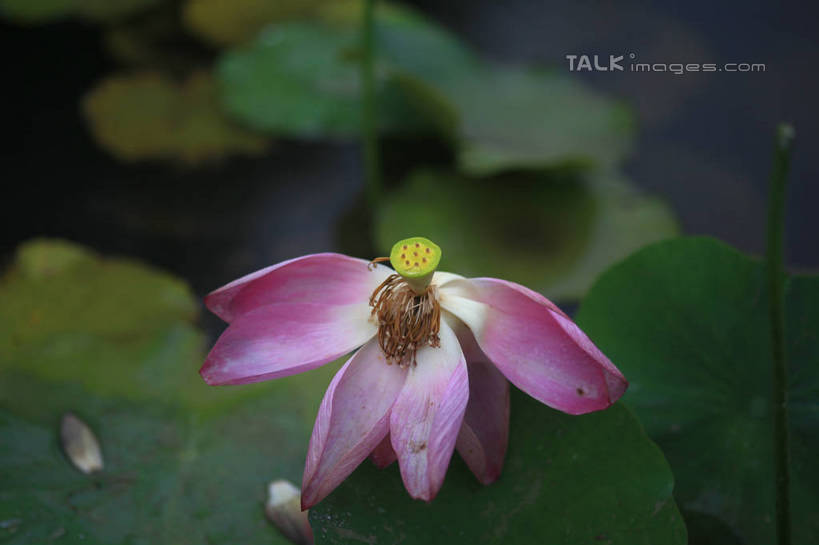 无人,公园,横图,俯视,室外,白天,旅游,度假,纯洁,湖,湖泊,美景,水,莲花,叶子,中国,亚洲,许多,盛开,池塘,湖面,景观,水流,水面,荷叶,花蕾,娱乐,山东,花,花瓣,花朵,鲜花,一朵,红色,倒影,自然,湖水,花苞,花蕊,享受,休闲,景色,放松,茂盛,倒映,富贵,神圣,自然风光,东亚,纯净,山东省,日照,中华人民共和国,华东地区,莲叶,鲁,六月花神,正直,日照市,反照,银河公园,荷花,六月春,藕花,水芙蓉,叶,叶片,彩图,高角度拍摄,rzwdb1