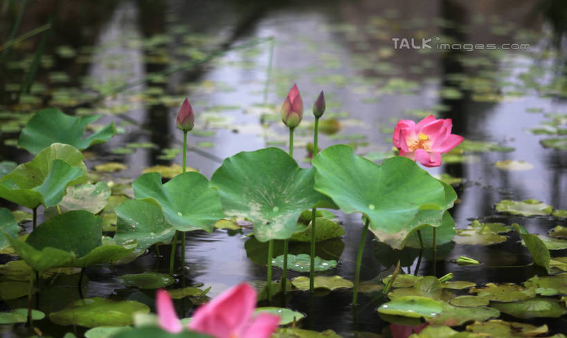 无人,公园,横图,俯视,室外,白天,旅游,度假,纯洁,湖,湖泊,美景,水,莲花,叶子,中国,亚洲,许多,盛开,池塘,湖面,景观,水流,水面,荷叶,花蕾,娱乐,山东,花,花瓣,花朵,鲜花,红色,倒影,自然,湖水,花苞,花蕊,享受,休闲,景色,放松,茂盛,倒映,富贵,神圣,自然风光,东亚,纯净,山东省,日照,中华人民共和国,华东地区,莲叶,鲁,六月花神,正直,日照市,反照,银河公园,荷花,六月春,藕花,水芙蓉,叶,叶片,彩图,高角度拍摄,rzwdb1