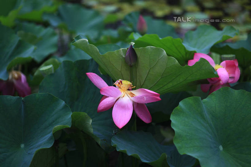 无人,公园,横图,俯视,室外,特写,白天,旅游,度假,纯洁,湖,湖泊,美景,水,莲花,叶子,中国,亚洲,许多,朦胧,模糊,盛开,池塘,湖面,景观,水流,水面,荷叶,花蕾,娱乐,山东,花,花瓣,花朵,鲜花,红色,倒影,自然,湖水,花苞,花蕊,享受,休闲,景色,放松,茂盛,倒映,富贵,神圣,自然风光,东亚,纯净,山东省,日照,中华人民共和国,华东地区,莲叶,鲁,六月花神,正直,日照市,反照,银河公园,荷花,六月春,藕花,水芙蓉,叶,叶片,彩图,高角度拍摄,rzwdb1