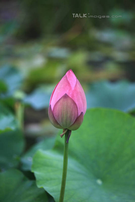 无人,公园,竖图,俯视,室外,特写,白天,旅游,度假,纯洁,湖,湖泊,美景,水,莲花,叶子,中国,亚洲,许多,朦胧,模糊,盛开,池塘,湖面,景观,水流,水面,荷叶,花蕾,娱乐,山东,花,花瓣,花朵,鲜花,一朵,红色,倒影,自然,湖水,花苞,花蕊,享受,休闲,景色,放松,茂盛,倒映,富贵,神圣,自然风光,东亚,纯净,山东省,日照,中华人民共和国,华东地区,莲叶,鲁,六月花神,正直,日照市,反照,银河公园,荷花,六月春,藕花,水芙蓉,叶,叶片,彩图,高角度拍摄,rzwdb1