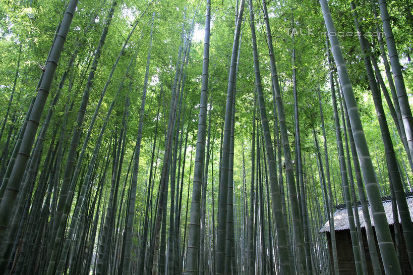 无人,家,横图,室外,白天,仰视,旅游,度假,纯洁,美景,树林,植物,竹子,中国,亚洲,阴影,光线,影子,房屋,屋子,草屋,景观,竹林,娱乐,山东,住宅,树,树木,绿色,天空,阳光,自然,茅草屋,天,享受,休闲,景色,放松,生长,成长,高雅,自然风光,东亚,山东省,日照,中华人民共和国,华东地区,奉献,鲁,质朴,正直,日照市,担当,竹,彩图,低角度拍摄,房子,茅舍,茅屋,小屋,奋进,操守,四君子,岁寒三友,性坚,虚怀,虚心,竹洞天风景区,善群,卓尔,rzwdb1