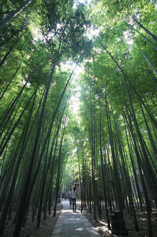 东方人,四个人,家,走,竖图,室外,白天,仰视,旅游,度假,纯洁,美景,树林,植物,道路,路,竹子,中国,亚洲,游客,游人,阴影,光线,影子,房屋,屋子,草屋,景观,竹林,小路,地面,交通,黄种人,娱乐,山东,住宅,树,树木,绿色,天空,阳光,自然,茅草屋,天,享受,休闲,景色,放松,生长,成长,高雅,自然风光,东亚,山东省,日照,中华人民共和国,华东地区,奉献,鲁,质朴,正直,日照市,担当,男人,男性,年轻男性,年轻女性,女人,女性,亚洲人,竹,步行,散步,走路,彩图,低角度拍摄,全身,房子,茅舍,茅屋,小屋,奋进,操守,四君子,岁寒三友,性坚,虚怀,虚心,竹洞天风景区,善群,卓尔,rzwdb1