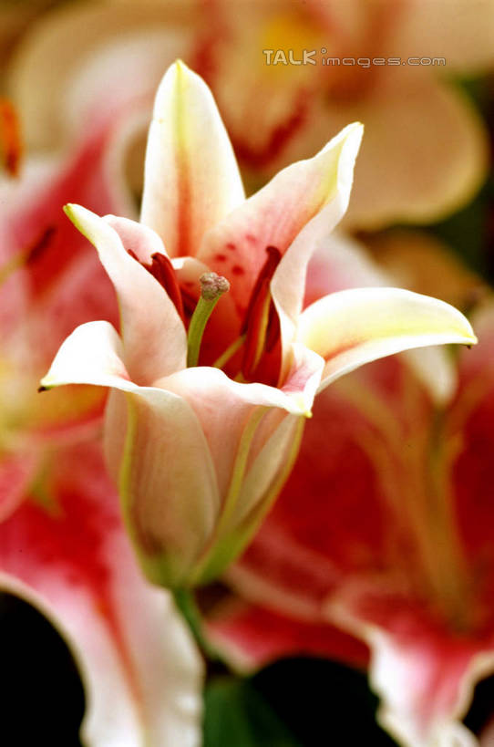 无人,竖图,俯视,室外,特写,白天,美景,百合花,朦胧,模糊,盛开,景观,花蕾,花,花瓣,花朵,鲜花,粉色,自然,花苞,花蕊,景色,自然风光,强瞿,百合蒜,倒仙,番韭,山丹,彩图,高角度拍摄,shcm1