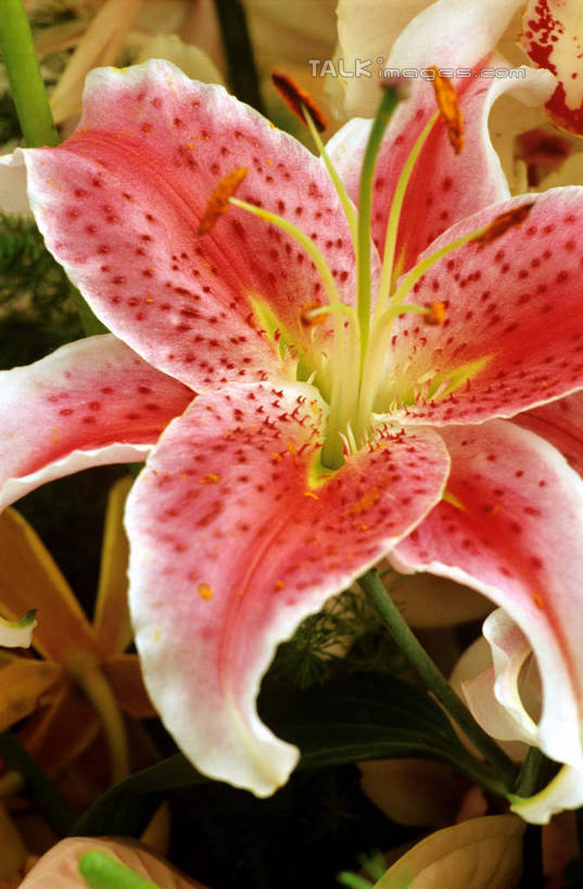 无人,竖图,俯视,室外,特写,白天,美景,百合花,朦胧,模糊,盛开,景观,花蕾,花,花瓣,花朵,鲜花,一朵,粉色,自然,花苞,花蕊,景色,自然风光,强瞿,百合蒜,倒仙,番韭,山丹,彩图,高角度拍摄,shcm1