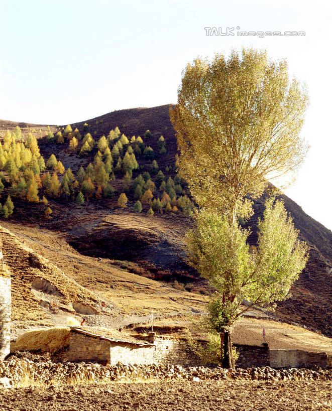无人,家,木屋,竖图,室外,白天,正面,旅游,度假,石头,美景,山,山脉,植物,中国,亚洲,阴影,光线,石子,影子,景观,山峰,山峦,娱乐,住宅,树,树木,绿色,天空,阳光,自然,群山,天,享受,休闲,景色,放松,四川省,生长,成长,自然风光,东亚,四川,稻城,甘孜藏族自治州,中华人民共和国,西南地区,川,甘孜,甘孜州,石块,岩石,彩图,茅舍,茅屋,棚屋,小木屋,小屋,稻城县,shcm1