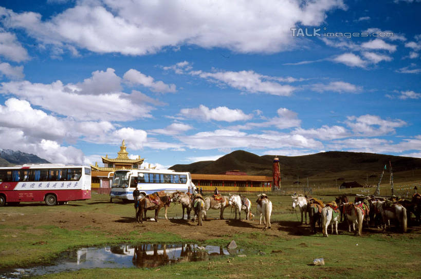 无人,寺庙,横图,室外,白天,正面,旅游,度假,草地,草坪,名胜古迹,植物,标志建筑,地标,建筑,公共汽车,羊,中国,亚洲,一群,许多,阴影,节日,遗迹,光线,影子,云,云朵,巴士,公交车,很多,燃烧,云彩,古迹,文化,文物,娱乐,建设,古建筑,车,草,蓝色,绿色,白云,蓝天,天空,阳光,动物,香火,庙宇,交通工具,天,祈祷,享受,休闲,健康,旅游胜地,家畜,放松,许愿,宗教,牲畜,信仰,四川省,晴朗,纪念,祈求,载具,古文明,东亚,四川,康定,甘孜藏族自治州,康定县,塔公寺,中华人民共和国,西南地区,川,甘孜,甘孜州,平安,晴空,绵羊,彩图,全身,庙,寺,塔公镇,shcm1