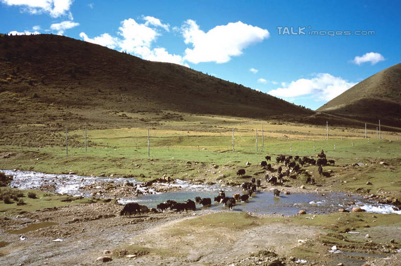 无人,横图,室外,白天,正面,旅游,度假,草地,草坪,河流,石头,美景,山,山脉,水,植物,中国,亚洲,阴影,光线,石子,影子,河水,景观,山峰,水流,云,云朵,山峦,云彩,娱乐,草,蓝色,绿色,白云,蓝天,天空,阳光,自然,群山,天,享受,休闲,景色,放松,四川省,晴朗,自然风光,东亚,四川,康定,甘孜藏族自治州,康定县,新都桥,中华人民共和国,西南地区,川,甘孜,甘孜州,石块,岩石,晴空,彩图,新都桥镇,shcm1