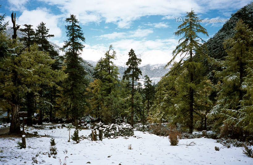无人,横图,室外,白天,正面,旅游,度假,石头,美景,森林,山,树林,雪,雪山,植物,大雪,中国,亚洲,阴影,光线,石子,影子,冰,积雪,景观,山峰,雪景,云,云朵,冬季,冬天,山峦,云彩,娱乐,树,树木,蓝色,绿色,白云,蓝天,天空,阳光,自然,天,享受,休闲,景色,放松,寒冷,四川省,生长,晴朗,成长,冰冷,自然风光,东亚,四川,稻城,亚丁,甘孜藏族自治州,中华人民共和国,西南地区,严寒,川,甘孜,甘孜州,冰凉,酷寒,凛冽,凛凛,极冷,石块,岩石,晴空,彩图,稻城县,稻城亚丁,亚丁风景区,shcm1