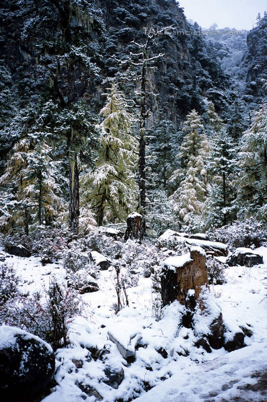 无人,竖图,室外,白天,正面,旅游,度假,石头,美景,森林,山,树林,雪,雪山,植物,大雪,中国,亚洲,石子,冰,积雪,景观,山峰,雪景,冬季,冬天,山峦,娱乐,树,树木,绿色,自然,享受,休闲,景色,放松,寒冷,四川省,生长,成长,冰冷,自然风光,东亚,四川,稻城,亚丁,甘孜藏族自治州,中华人民共和国,西南地区,严寒,川,甘孜,甘孜州,冰凉,酷寒,凛冽,凛凛,极冷,石块,岩石,彩图,稻城县,稻城亚丁,亚丁风景区,shcm1