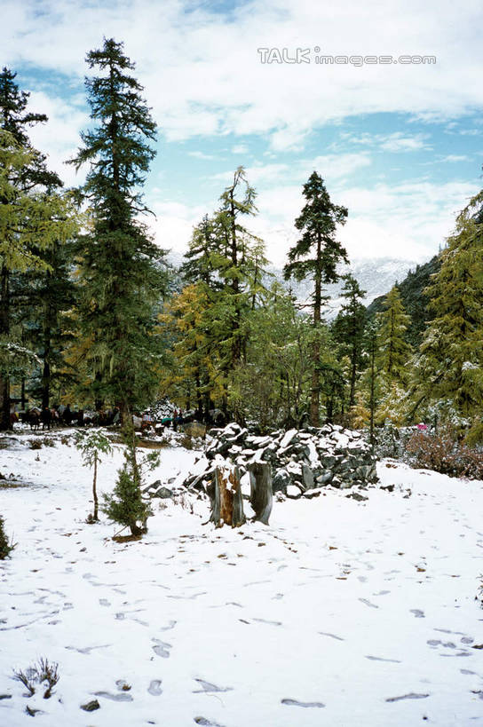 无人,竖图,室外,白天,正面,旅游,度假,美景,森林,树林,雪,植物,大雪,中国,亚洲,阴影,光线,影子,积雪,景观,雪景,云,云朵,冬季,冬天,云彩,娱乐,树,树木,蓝色,绿色,白云,蓝天,天空,阳光,自然,天,享受,休闲,景色,放松,寒冷,四川省,生长,晴朗,成长,自然风光,东亚,四川,稻城,亚丁,甘孜藏族自治州,中华人民共和国,西南地区,严寒,川,甘孜,甘孜州,晴空,彩图,稻城县,稻城亚丁,亚丁风景区,shcm1