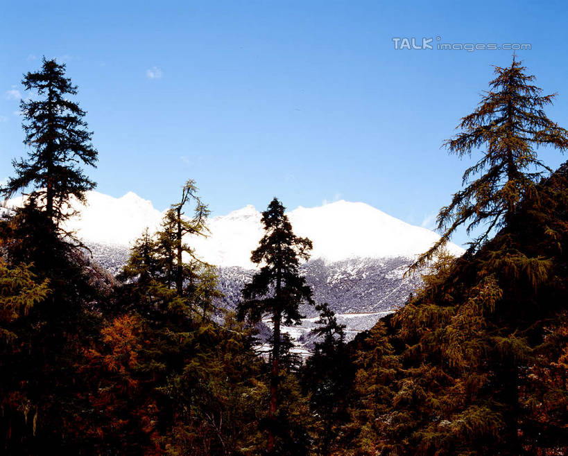 无人,横图,室外,白天,正面,旅游,度假,美景,森林,山,树林,雪,雪山,植物,大雪,中国,亚洲,阴影,光线,影子,冰,积雪,景观,山峰,雪景,云,云朵,冬季,冬天,山峦,云彩,娱乐,树,树木,蓝色,绿色,白云,蓝天,天空,阳光,自然,天,享受,休闲,景色,放松,寒冷,四川省,生长,晴朗,成长,冰冷,自然风光,东亚,四川,稻城,亚丁,甘孜藏族自治州,中华人民共和国,西南地区,严寒,川,甘孜,甘孜州,冰凉,酷寒,凛冽,凛凛,极冷,晴空,彩图,稻城县,稻城亚丁,亚丁风景区,shcm1
