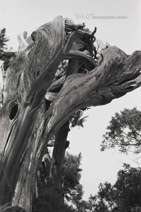 无人,寺庙,竖图,黑白,室外,白天,仰视,旅游,度假,名胜古迹,植物,标志建筑,地标,建筑,孔庙,中国,亚洲,节日,遗迹,枝条,燃烧,古迹,文化,文物,娱乐,建设,古建筑,山东,树,树木,树枝,天空,自然,香火,庙宇,天,祈祷,享受,休闲,健康,旅游胜地,放松,许愿,宗教,信仰,生长,成长,纪念,祈求,古文明,东亚,曲阜,曲阜市,山东省,中华人民共和国,华东地区,鲁,虬枝,枝杈,平安,低角度拍摄,庙,寺,本庙,shcm1