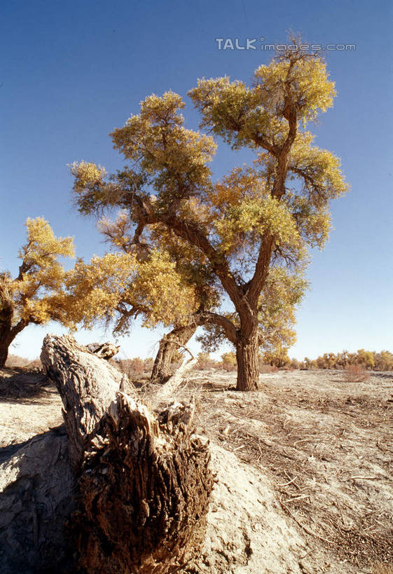 无人,竖图,室外,白天,正面,旅游,度假,美景,植物,中国,亚洲,阴影,光线,影子,景观,娱乐,树,树木,蓝色,绿色,蓝天,天空,阳光,自然,天,享受,休闲,景色,放松,生长,晴朗,成长,自然风光,东亚,新疆,轮台县,万里无云,中华人民共和国,新疆维吾尔自治区,西北地区,巴音郭楞,巴音郭楞蒙古自治州,晴空,晴空万里,彩图,新,shcm1