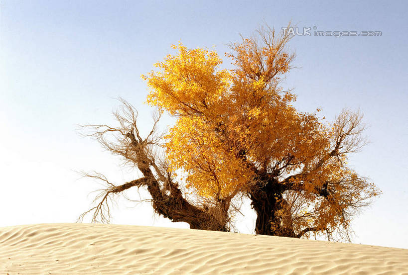 无人,横图,室外,白天,正面,旅游,度假,美景,沙漠,植物,中国,亚洲,阴影,光线,影子,景观,娱乐,树,树木,蓝色,绿色,蓝天,天空,阳光,自然,天,享受,休闲,景色,放松,生长,晴朗,成长,自然风光,东亚,新疆,轮台县,万里无云,中华人民共和国,新疆维吾尔自治区,西北地区,巴音郭楞,巴音郭楞蒙古自治州,大漠,砂漠,晴空,晴空万里,彩图,新,shcm1