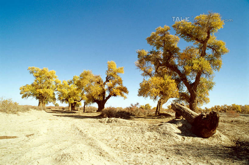 无人,横图,室外,白天,正面,旅游,度假,美景,植物,中国,亚洲,阴影,光线,影子,景观,娱乐,树,树木,蓝色,绿色,蓝天,天空,阳光,自然,天,享受,休闲,景色,放松,生长,晴朗,成长,自然风光,东亚,新疆,轮台县,万里无云,中华人民共和国,新疆维吾尔自治区,西北地区,巴音郭楞,巴音郭楞蒙古自治州,晴空,晴空万里,彩图,新,shcm1