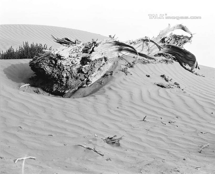 无人,横图,黑白,室外,白天,正面,旅游,度假,美景,沙漠,中国,亚洲,景观,树桩,娱乐,树,树干,天空,自然,天,享受,休闲,木桩,景色,放松,自然风光,东亚,新疆,轮台县,中华人民共和国,新疆维吾尔自治区,西北地区,巴音郭楞,巴音郭楞蒙古自治州,大漠,砂漠,新,shcm1