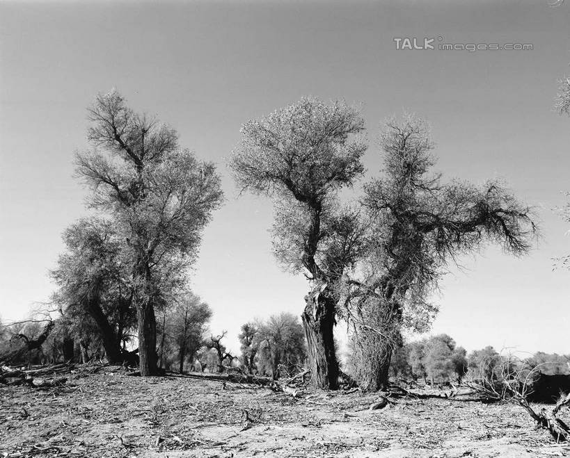 无人,横图,黑白,室外,白天,正面,旅游,度假,美景,植物,中国,亚洲,阴影,光线,影子,景观,娱乐,树,树木,天空,阳光,自然,天,享受,休闲,景色,放松,生长,成长,自然风光,东亚,新疆,轮台县,中华人民共和国,新疆维吾尔自治区,西北地区,巴音郭楞,巴音郭楞蒙古自治州,新,shcm1