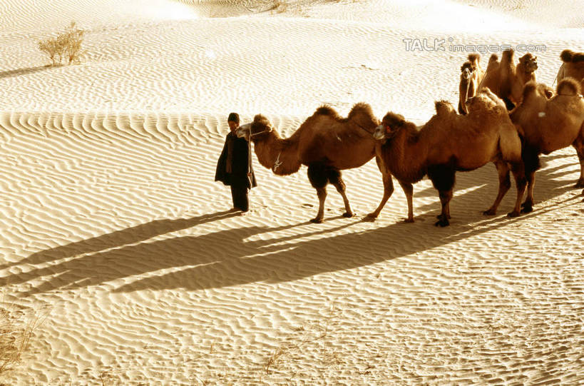 东方人,一个人,站,横图,室外,白天,侧面,旅游,度假,美景,沙漠,野生动物,中国,亚洲,仅一个男性,仅一个人,仅一个中年男性,一群,许多,阴影,服装,光线,影子,景观,很多,休闲装,黄种人,娱乐,骆驼,衣服,阳光,自然,动物,站着,享受,休闲,休闲服,景色,放松,运输,服饰,自然风光,东亚,新疆,民丰,民丰县,沙漠之舟,中华人民共和国,新疆维吾尔自治区,西北地区,双峰骆驼,男人,男性,中年男性,亚洲人,大漠,砂漠,站立,彩图,全身,和田地区,新,shcm1