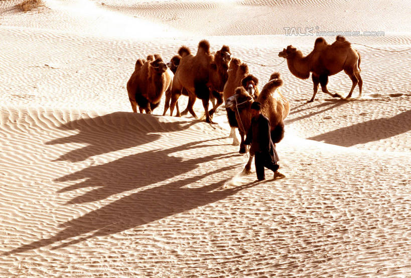 东方人,一个人,站,横图,室外,白天,正面,旅游,度假,美景,沙漠,野生动物,中国,亚洲,仅一个男性,仅一个人,仅一个中年男性,一群,许多,阴影,服装,光线,影子,景观,很多,休闲装,黄种人,娱乐,骆驼,衣服,阳光,自然,动物,站着,享受,休闲,休闲服,景色,放松,运输,服饰,自然风光,东亚,新疆,民丰,民丰县,沙漠之舟,中华人民共和国,新疆维吾尔自治区,西北地区,双峰骆驼,男人,男性,中年男性,亚洲人,大漠,砂漠,站立,彩图,全身,和田地区,新,shcm1