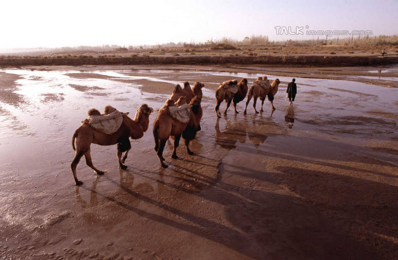 东方人,一个人,走,横图,室外,白天,旅游,度假,美景,沙漠,野生动物,中国,亚洲,仅一个男性,仅一个人,仅一个中年男性,一群,许多,阴影,服装,光线,影子,景观,很多,休闲装,黄种人,娱乐,骆驼,背面,衣服,蓝色,蓝天,天空,阳光,自然,动物,天,享受,休闲,休闲服,景色,放松,运输,服饰,晴朗,自然风光,东亚,新疆,民丰,民丰县,万里无云,沙漠之舟,中华人民共和国,新疆维吾尔自治区,西北地区,双峰骆驼,男人,男性,中年男性,亚洲人,大漠,砂漠,晴空,晴空万里,步行,散步,走路,彩图,全身,和田地区,新,shcm1