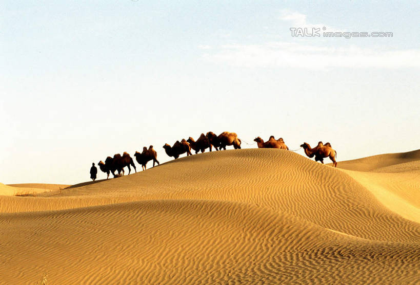东方人,一个人,站,横图,室外,白天,侧面,旅游,度假,美景,沙漠,野生动物,中国,亚洲,仅一个男性,仅一个人,仅一个中年男性,一群,许多,阴影,服装,光线,影子,景观,云,云朵,很多,云彩,休闲装,黄种人,娱乐,骆驼,衣服,蓝色,白云,蓝天,天空,阳光,自然,动物,天,站着,享受,休闲,休闲服,景色,放松,运输,服饰,晴朗,自然风光,东亚,新疆,民丰,民丰县,沙漠之舟,中华人民共和国,新疆维吾尔自治区,西北地区,双峰骆驼,男人,男性,中年男性,亚洲人,大漠,砂漠,晴空,站立,彩图,全身,和田地区,新,shcm1