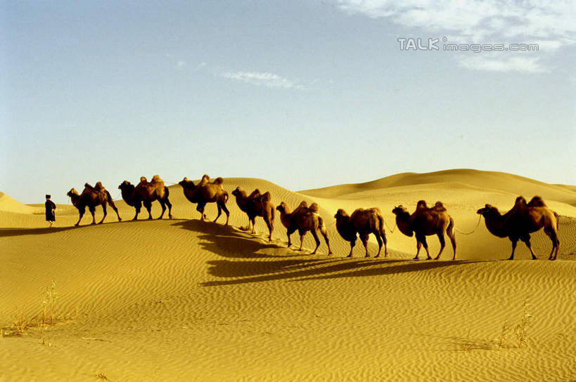 东方人,一个人,站,横图,室外,白天,侧面,旅游,度假,美景,沙漠,野生动物,中国,亚洲,仅一个男性,仅一个人,仅一个中年男性,一群,许多,阴影,服装,光线,影子,景观,云,云朵,很多,云彩,休闲装,黄种人,娱乐,骆驼,衣服,蓝色,白云,蓝天,天空,阳光,自然,动物,天,站着,享受,休闲,休闲服,景色,放松,运输,服饰,晴朗,自然风光,东亚,新疆,民丰,民丰县,沙漠之舟,中华人民共和国,新疆维吾尔自治区,西北地区,双峰骆驼,男人,男性,中年男性,亚洲人,大漠,砂漠,晴空,站立,彩图,全身,和田地区,新,shcm1